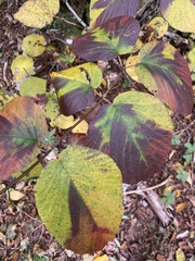 Viburnum lantanoides
