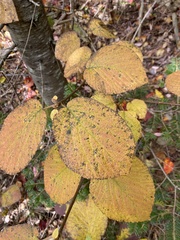 Viburnum lantanoides