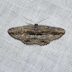 Scioglyptis canescaria