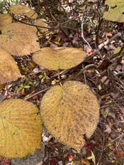 Viburnum lantanoides
