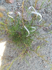 Heliophila variabilis