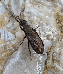 Coremacera marginata