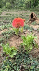 Scadoxus multiflorus