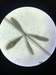 Galium trifidum
