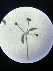Galium trifidum