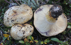 Lactarius repraesentaneus