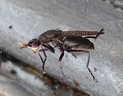 Coremacera marginata