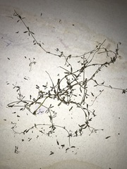 Galium trifidum