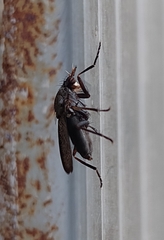 Coremacera marginata