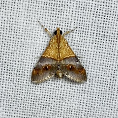 Tetracona amathealis