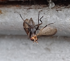 Coremacera marginata