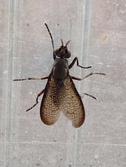 Coremacera marginata