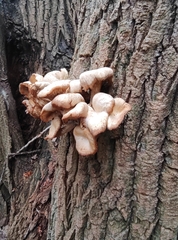 Pleurotus ostreatus