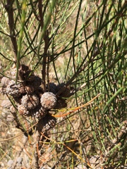 Allocasuarina
