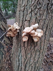 Pleurotus ostreatus