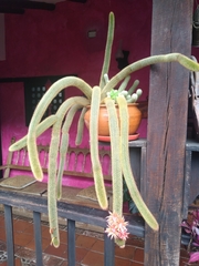 Cleistocactus winteri