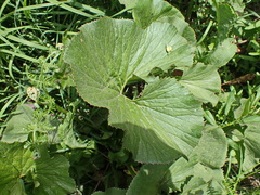 Gunnera perpensa