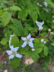 Rubus flagellaris