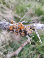 Teloschistes chrysophthalmus