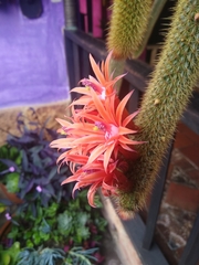 Cleistocactus winteri