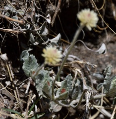 Pfaffia gnaphalioides