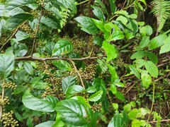 Maesa perlaria formosana