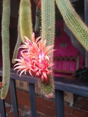 Cleistocactus winteri