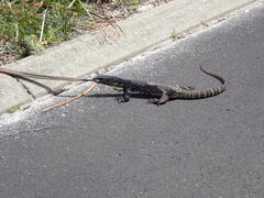 Varanus rosenbergi