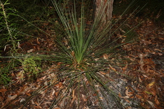 Xanthorrhoea johnsonii