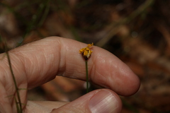 Xyris juncea