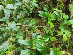 Maesa perlaria formosana