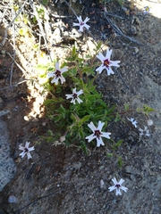 Jamesbrittenia racemosa