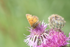 Melitaea varia