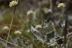 Pfaffia gnaphalioides