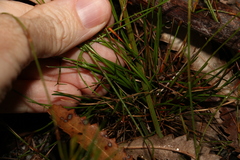 Xyris juncea