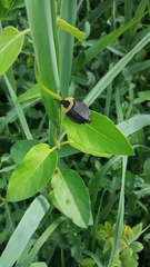 Necrophila americana