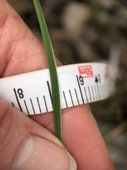 Agrostocrinum hirsutum