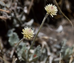 Pfaffia gnaphalioides