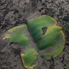 Haemanthus sanguineus