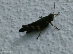 Apalacris varicornis
