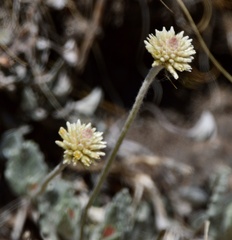 Pfaffia gnaphalioides