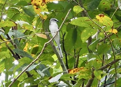 Pericrocotus divaricatus