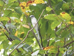 Pericrocotus divaricatus