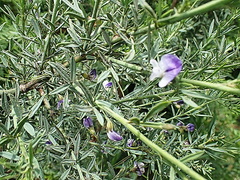 Psoralea axillaris