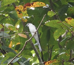 Pericrocotus divaricatus