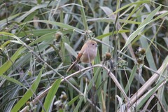 Sinosuthora webbiana