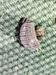 Porcellionidae