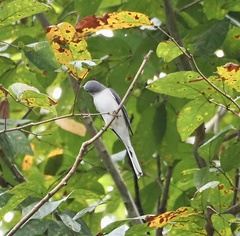 Pericrocotus divaricatus