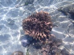 Pocillopora grandis