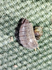 Porcellionidae
